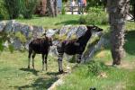 2013 07 06 beauval 200